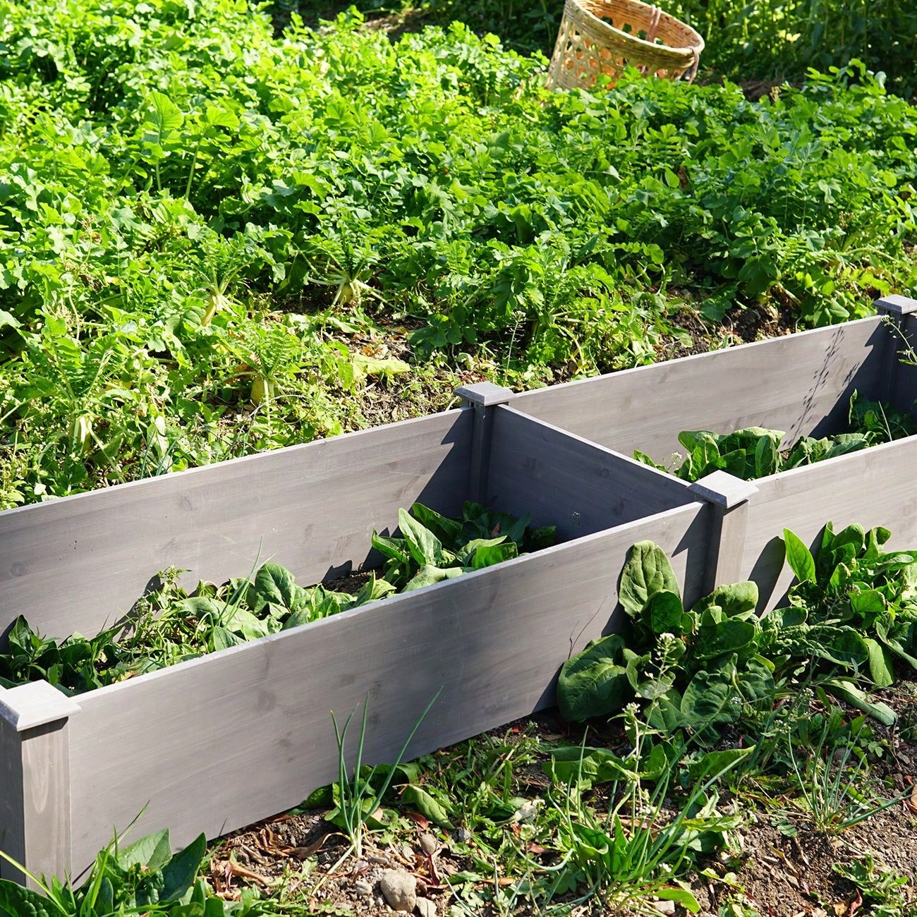 Easy Vertical Gardening, Quick Assembly, Spacious And Sturdy, Natural Wood Construction