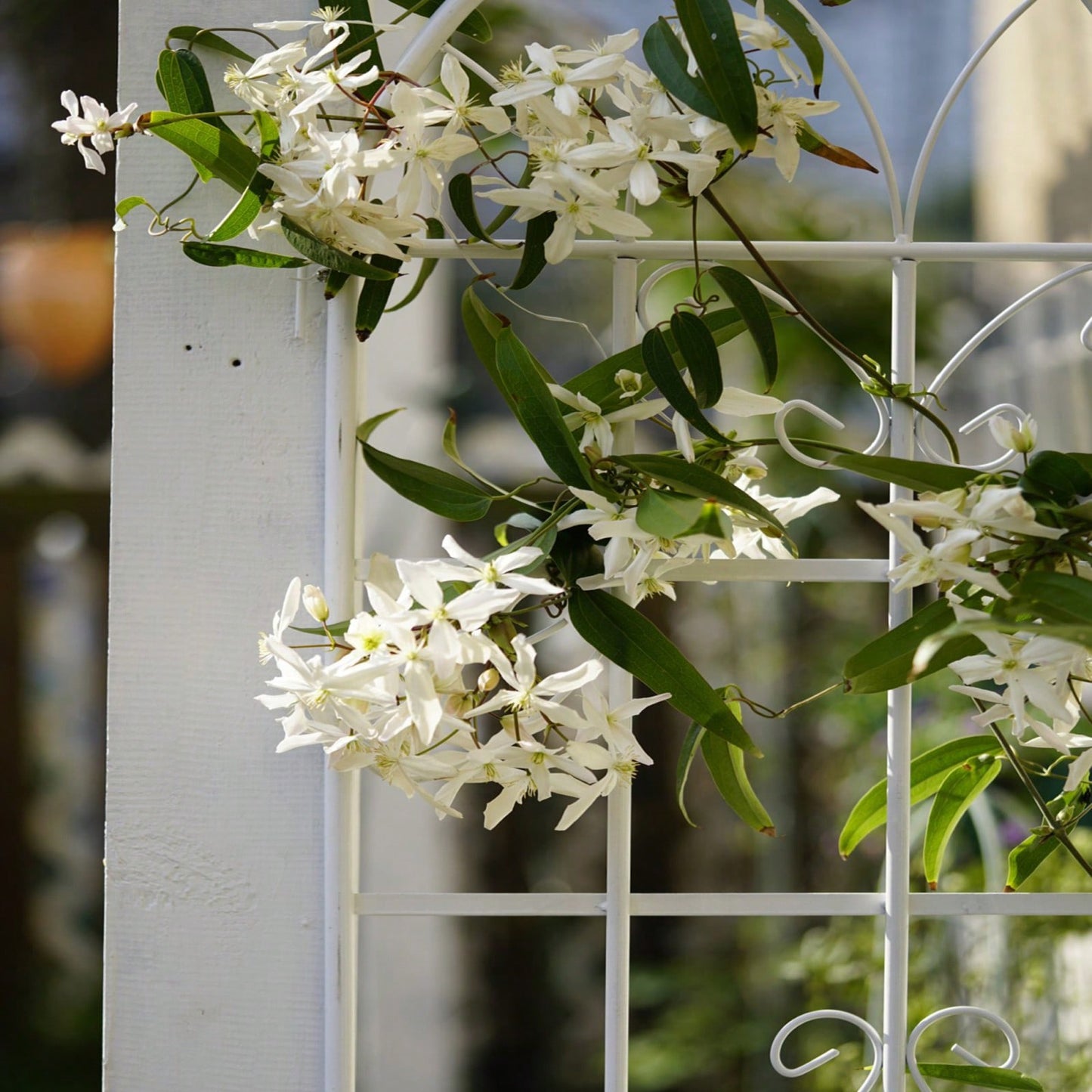 2 Pack Metal Garden Trellis 71" X 19.7" Rustproof Trellis For Climbing Plants Outdoor Flower Support (Cream White)